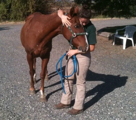 horse shelter
