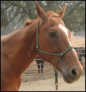 horse shelter
