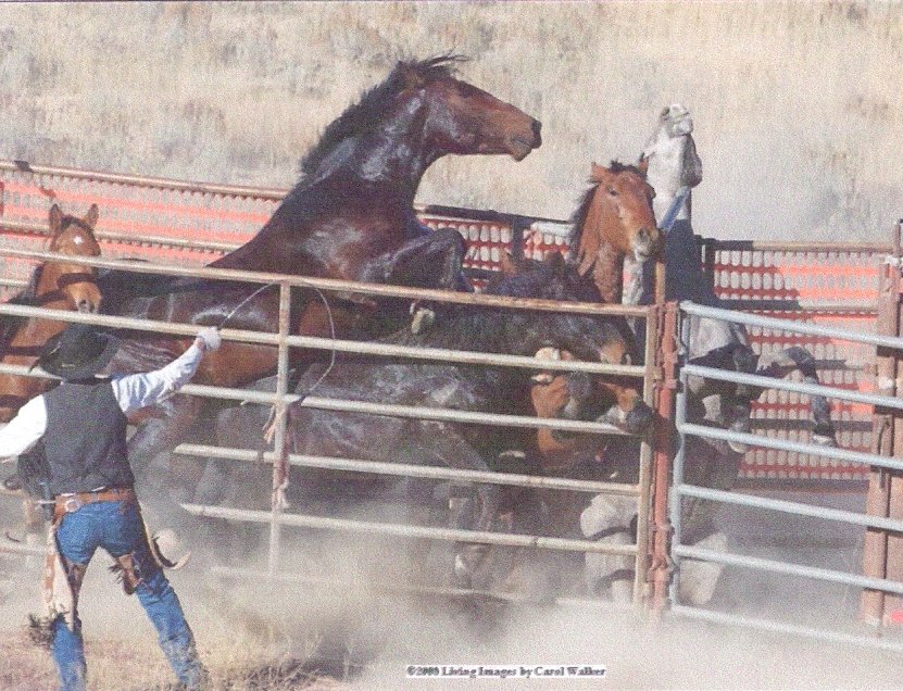 horse shelter