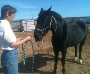 horse shelter