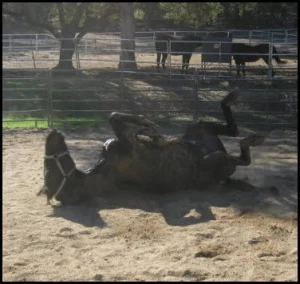 horse shelter