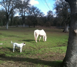 horse shelter