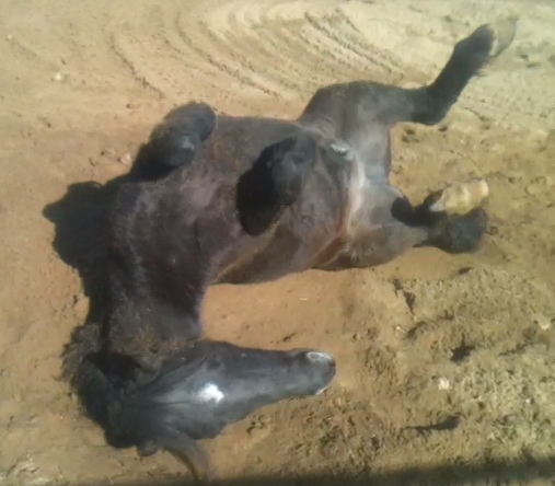 horse shelter