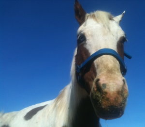 horse shelter