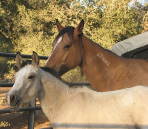 horse shelter