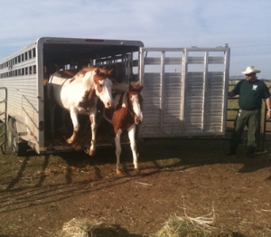 horse shelter