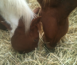 horse shelter