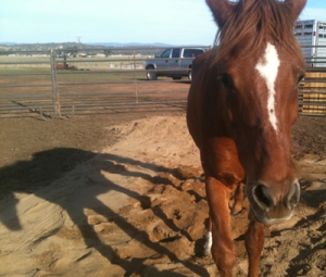 horse shelter