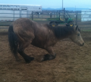 horse shelter