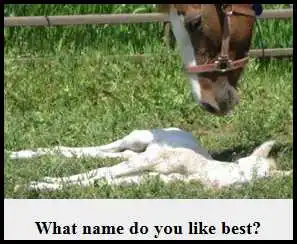 horse shelter