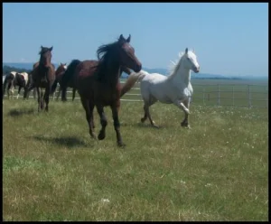 horse shelter