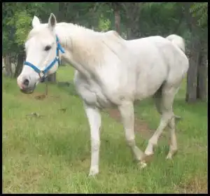 horse shelter