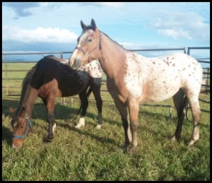 horse shelter