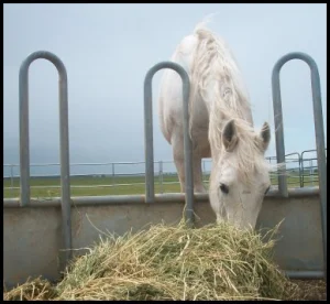 horse shelter