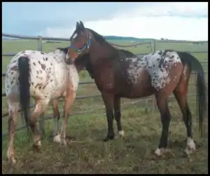 horse shelter