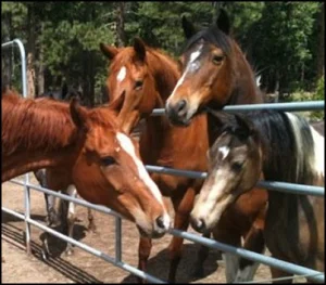 horse shelter
