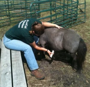 horse shelter