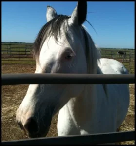horse shelter