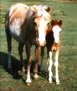 horse shelter