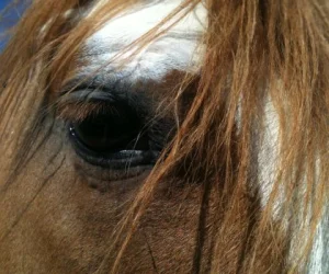 horse shelter