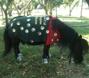 horse shelter