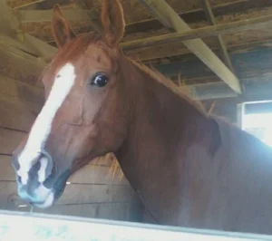 horse shelter