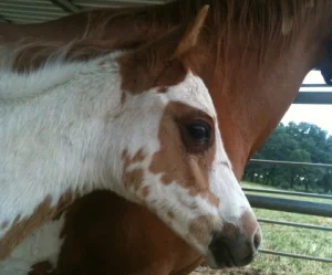 horse shelter