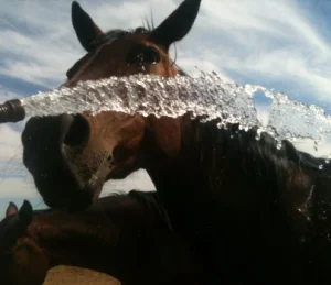 horse shelter