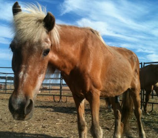horse shelter