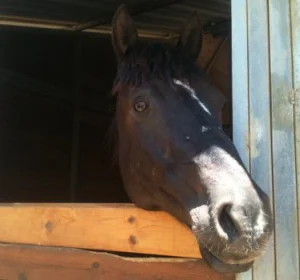 horse shelter