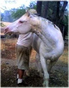 horse shelter