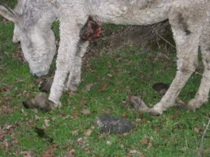 horse shelter