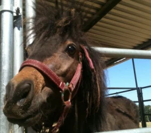 horse shelter