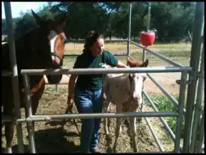 horse shelter