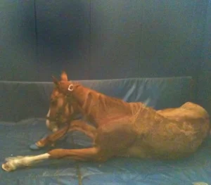 horse shelter