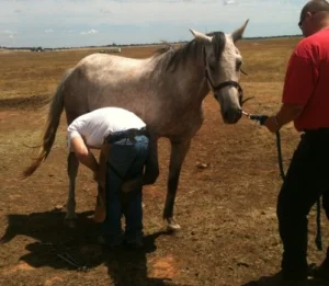 horse shelter