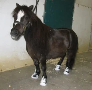 horse shelter