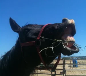 horse shelter