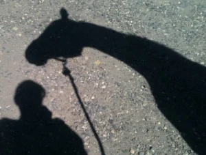 horse shelter
