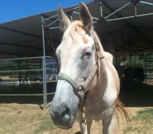horse shelter