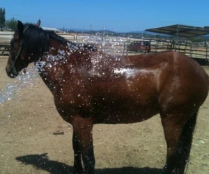 horse shelter