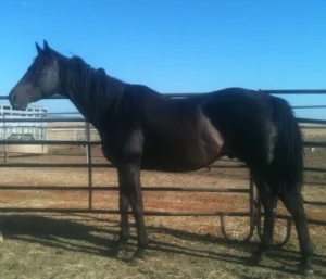 horse shelter