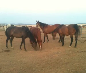 horse shelter