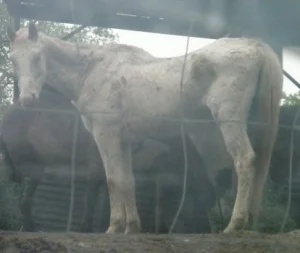 horse shelter