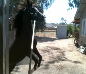 horse shelter