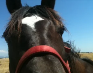 horse shelter