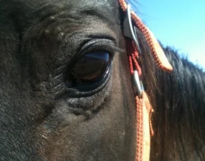 horse shelter