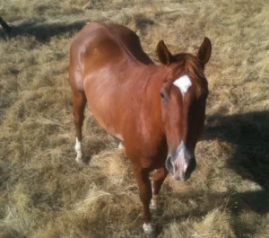 horse shelter