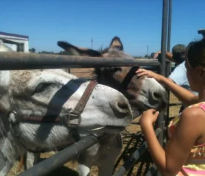 horse shelter