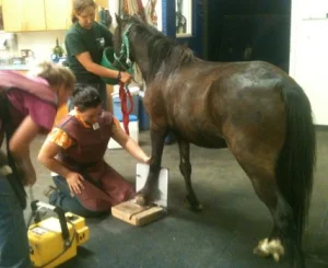 horse shelter